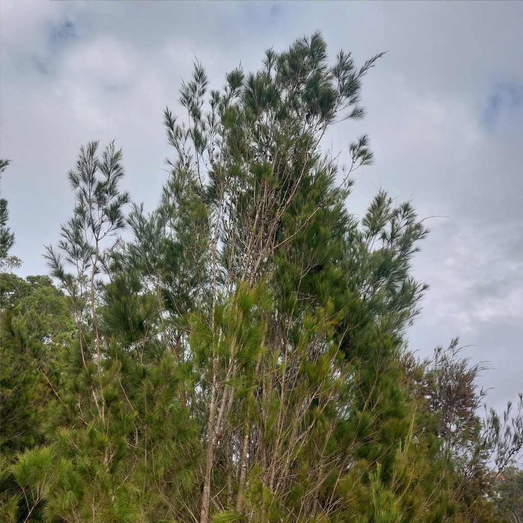 Black Sheoak From Beerwah Qld Australia On May At