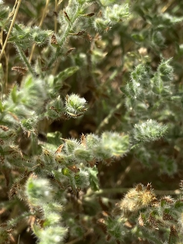 Johnstonella mexicana