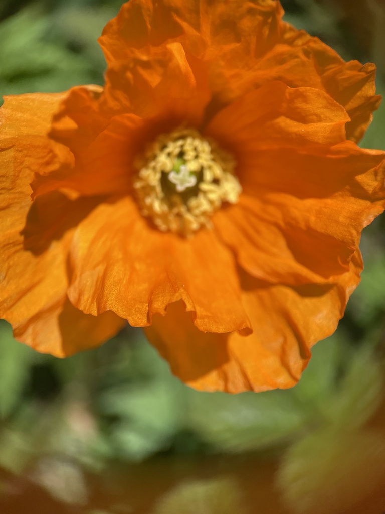 Welsh Poppy From Lake District National Park Keswick England GB On   Large 