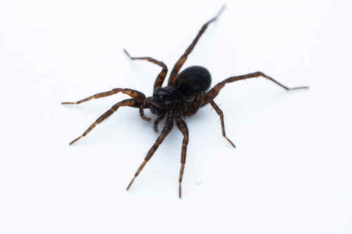 Common Wolf Spider