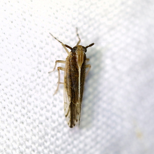 Perkinsiella saccharicida Kirkaldy, 1903