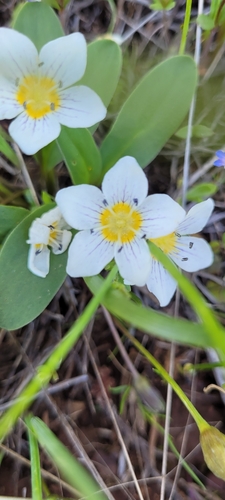 Hesperochiron