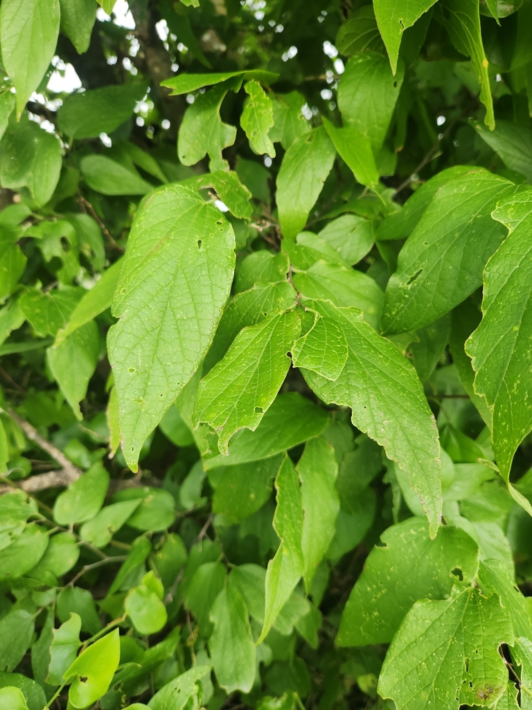 sugar hackberry from Paige, TX 78659, USA on May 13, 2023 at 06:39 PM ...