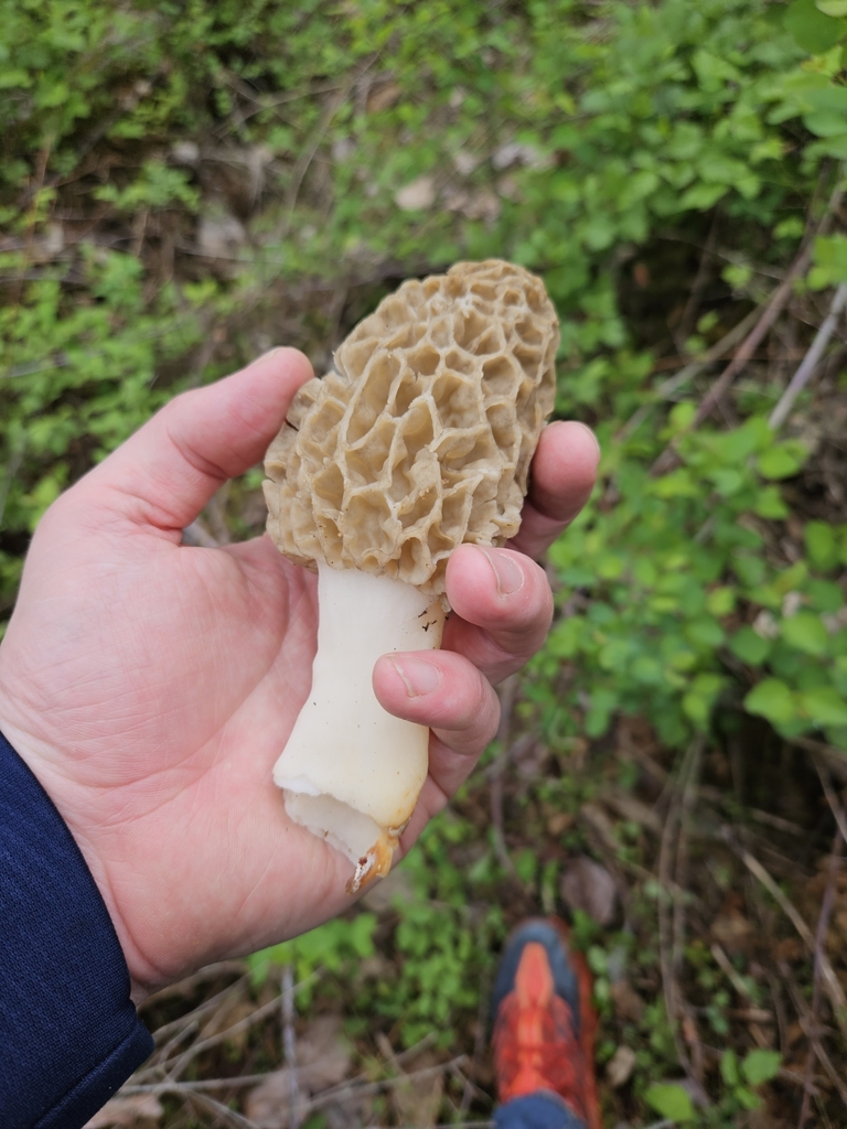 white morel from Sauvie Island on May 06, 2023 at 1223 PM by Joe