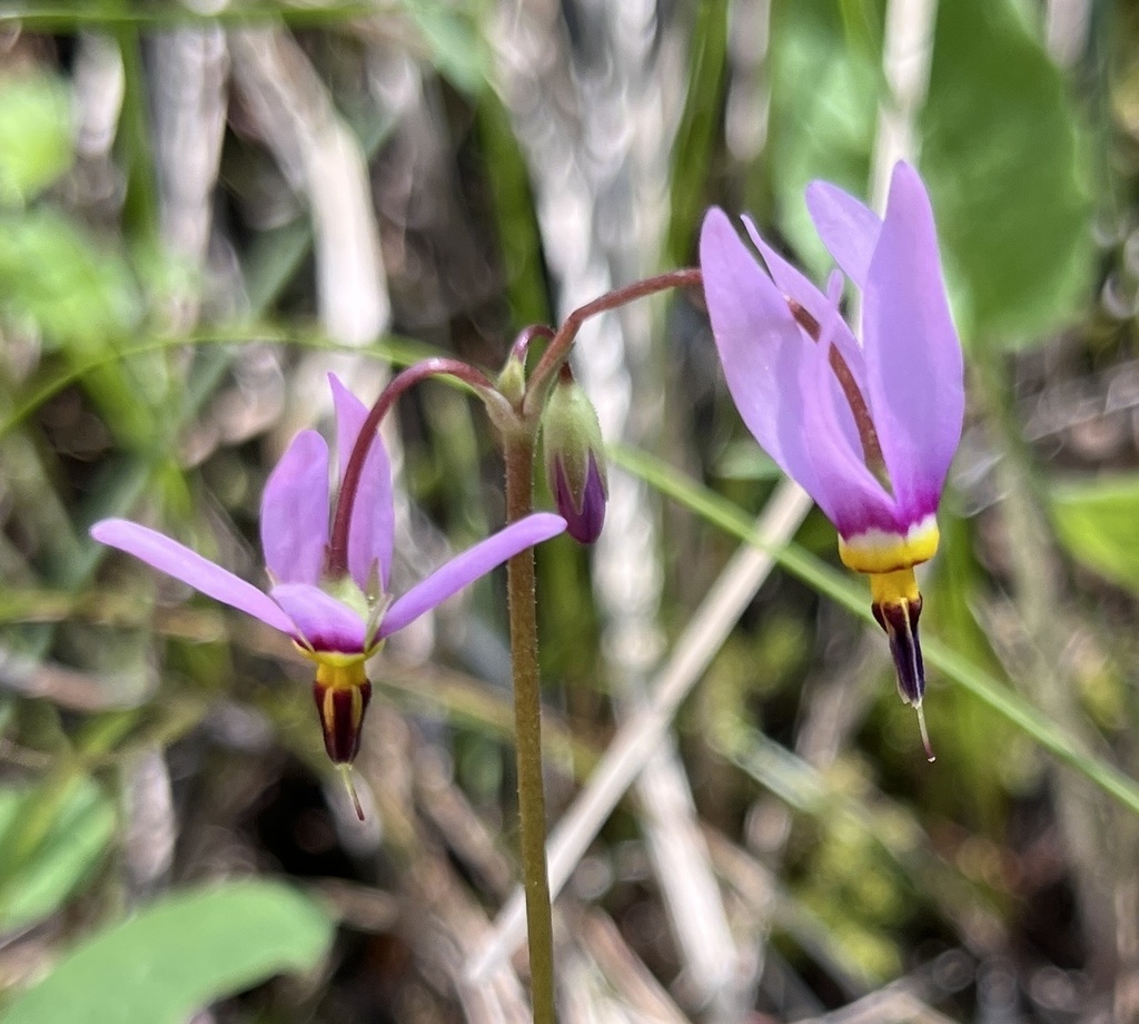 dark-throated shooting star from Catherine Creek State Park, Union, OR ...