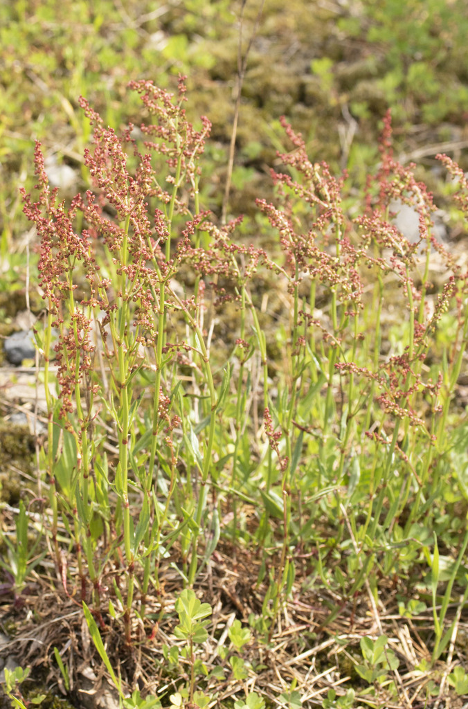 Sheep's sorrel from Cape Meares, OR 97141, USA on May 09, 2023 at 0506