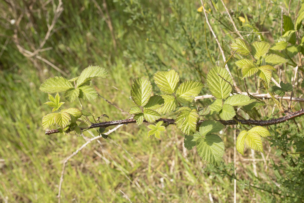 brambles from Cape Meares, OR 97141, USA on May 09, 2023 at 0505 PM by