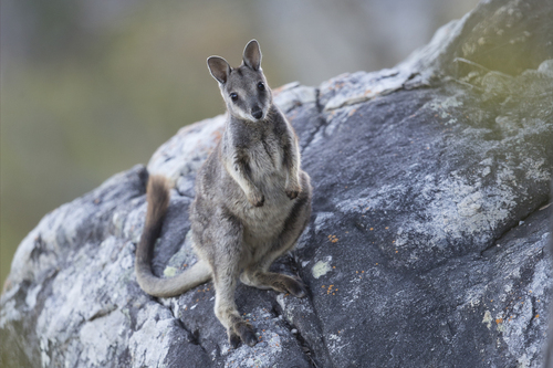 Unadorned Rock Wallaby (Petrogale inornata) — Least Concern Mammalia