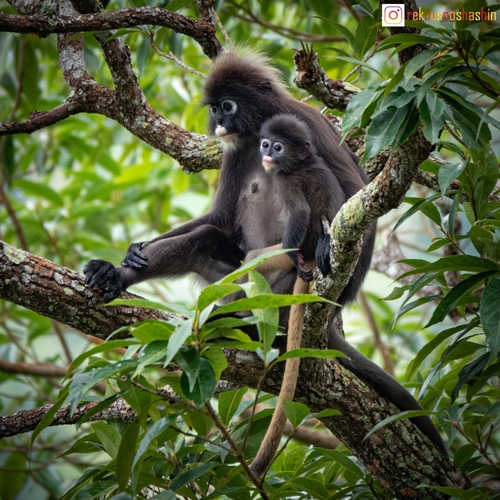 A male dusky leaf monkey (Trachypithecus obscurus) has taken a bag of  boiled rice out of a dustbin and is eating it. - Stock Image - Everypixel