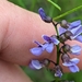 Lupine Leatherroot - Photo (c) Megan Nichols, all rights reserved, uploaded by Megan Nichols