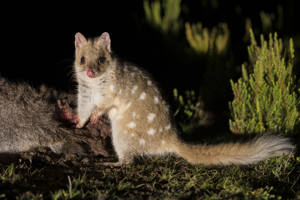 Eastern Quoll
