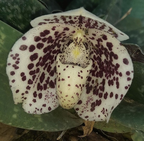 Egg-in-a-Nest Orchid