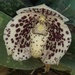 Paphiopedilum bellatulum - Photo (c) Win Paing Oo, כל הזכויות שמורות, הועלה על ידי Win Paing Oo