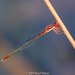 Cherry Bluet - Photo (c) Brad Moon, all rights reserved, uploaded by Brad Moon