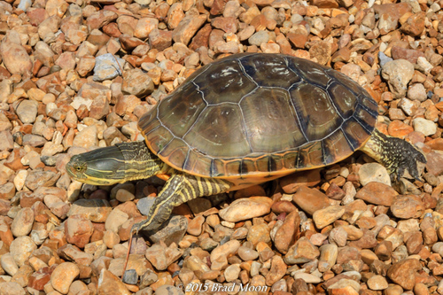 Chicken Turtle
