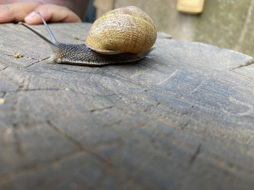 Garden Snail