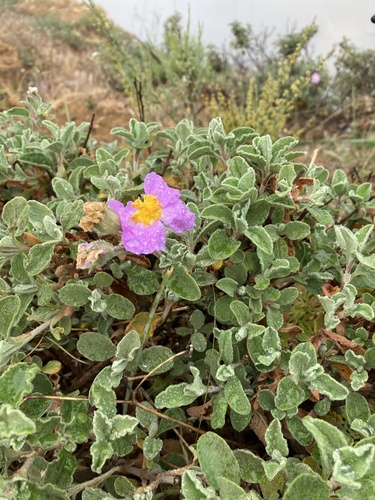 Hoary Rock-rose