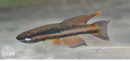 Aphyosemion loennbergii