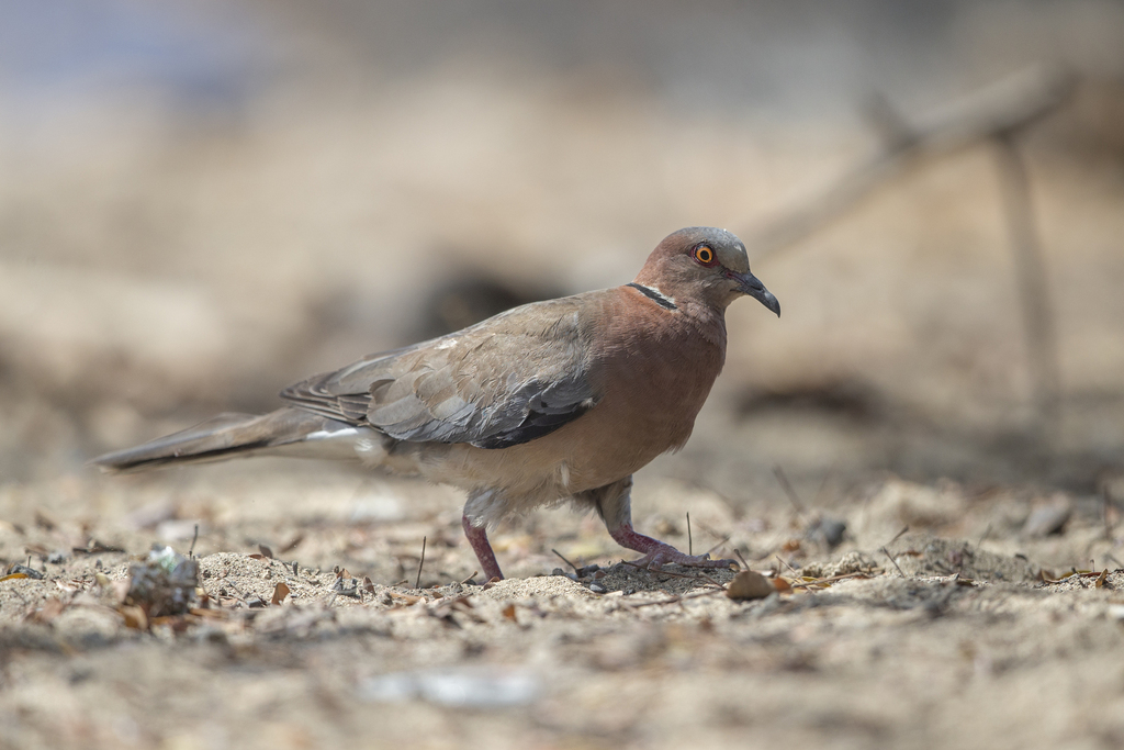 Sunda Collared-Dove (Streptopelia bitorquata) photo
