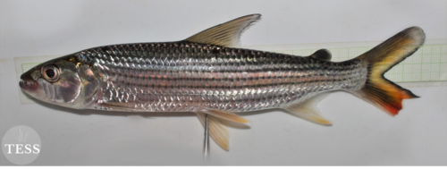 Elongate Tigerfish