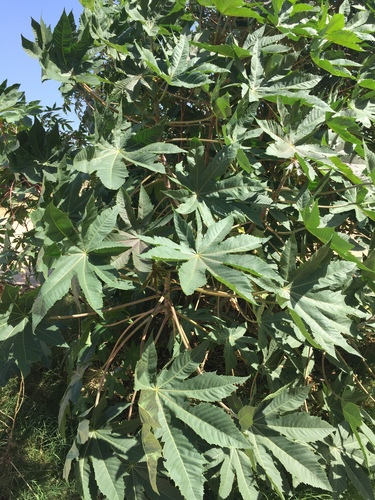 castor bean