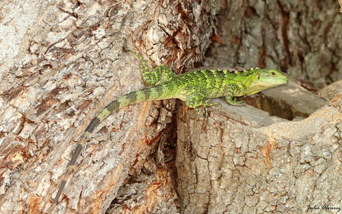 Western Spiny-tailed Iguana