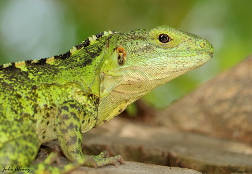 Western Spiny-tailed Iguana