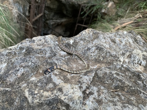 Eastern Brown Snake sighting
