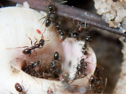Anonychomyrma itinerans perthensisAnonychomyrma itinerans perthensis