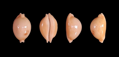 globular cowrie — seen at this dive site