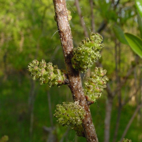 northern bayberry