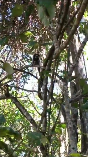 Black-tufted-ear Marmoset