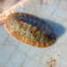 Ischnochiton comptus - Photo (c) scapebox, todos los derechos reservados, subido por scapebox