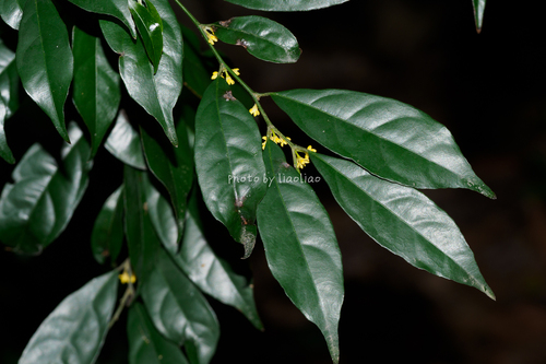 Pandaceae