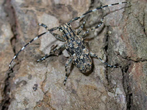 Genus Agelasta · iNaturalist