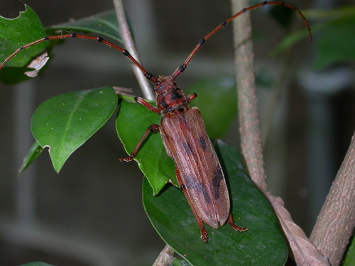 Oplatocera mitonoi