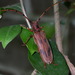 Oplatocera mitonoi - Photo (c) 曾俊明, all rights reserved, uploaded by 曾俊明