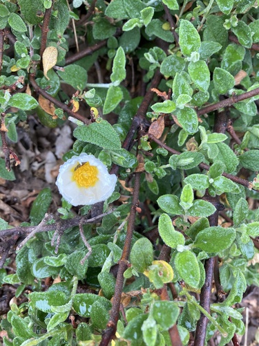 Sage-leaved Rock-rose