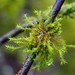 Lyell's Bristle-Moss - Photo (c) Wendy Feltham, all rights reserved, uploaded by Wendy Feltham