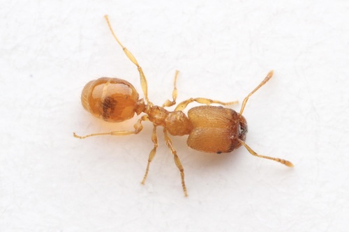 Pheidole dentigulaPheidole dentigula