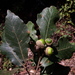 Quercus obtusata - Photo (c) guadalupe_cornejo_tenorio, כל הזכויות שמורות, הועלה על ידי guadalupe_cornejo_tenorio