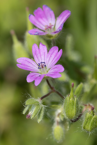 Geranium molle L.
