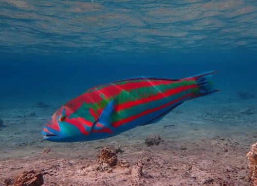 Surge Wrasse — seen at this dive site