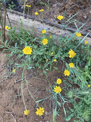 Mediterranean Marigold
