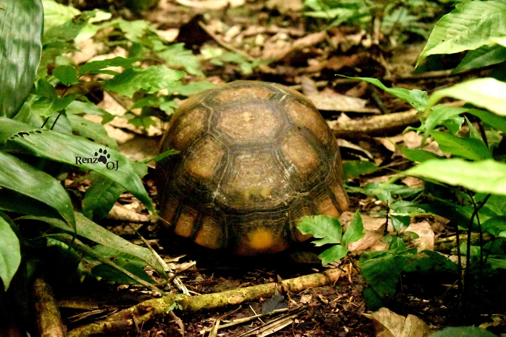 Brazilian Giant Tortoise in November 2022 by Renzo Randy Ojeda Juarez ...