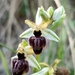 Ophrys exaltata castellana - Photo (c) Jorge Pérez Arienza, όλα τα δικαιώματα διατηρούνται, uploaded by Jorge Pérez Arienza