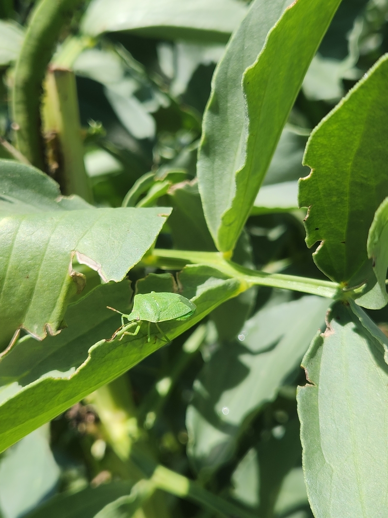 Southern Green Stink Bug from Northgate, Fremont, CA 94555, USA on May