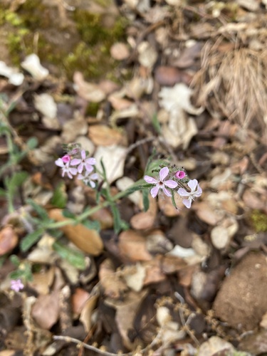 Small-flowered Catchfly