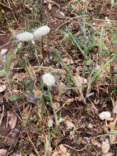 Hare's Tail Grass