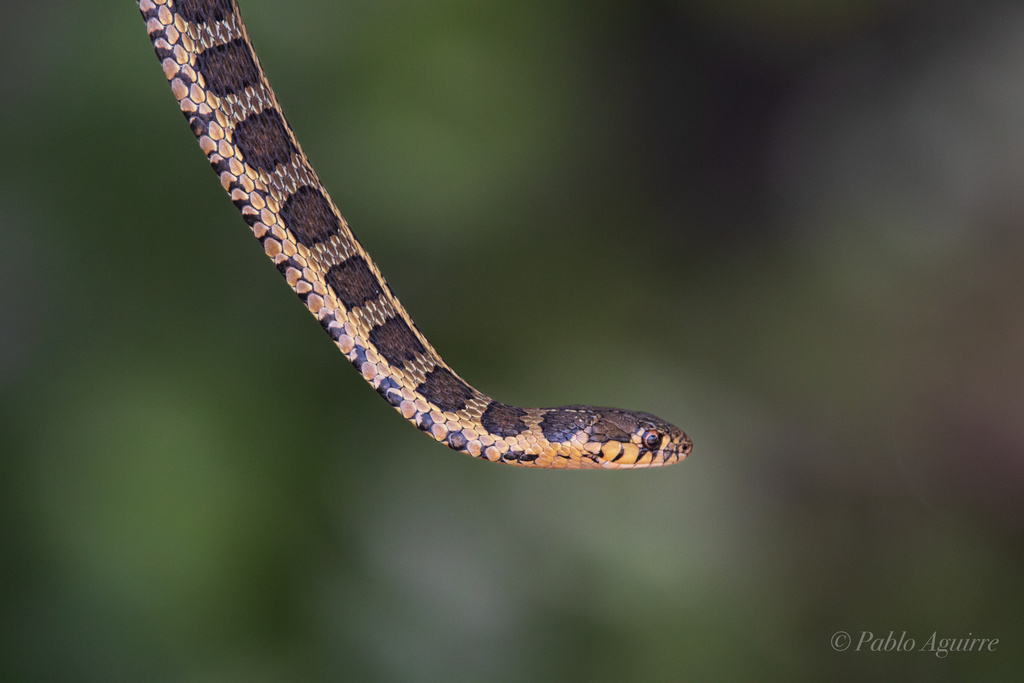 Longtail Alpine Garter Snake From San José Chiapa, PUE, MX On May 14 ...